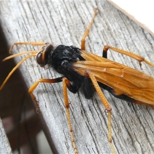 Cryptocheilus sp. (genus) at Belconnen, ACT - 29 Nov 2024