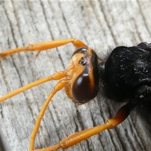 Cryptocheilus sp. (genus) at Belconnen, ACT - 29 Nov 2024