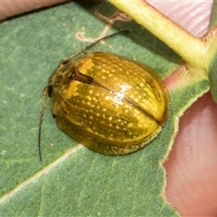 Paropsisterna cloelia (Eucalyptus variegated beetle) at McKellar, ACT - 11 Nov 2024 by AlisonMilton