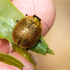 Paropsisterna cloelia (Eucalyptus variegated beetle) at McKellar, ACT - 11 Nov 2024 by AlisonMilton