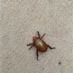 Unidentified Scarab beetle (Scarabaeidae) at Strathnairn, ACT - 28 Nov 2024 by Chorus