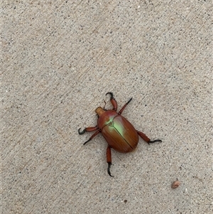 Anoplognathus montanus at Strathnairn, ACT - 29 Nov 2024 09:59 AM