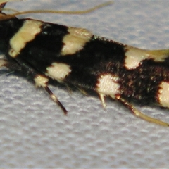 Macrobathra arrectella (A Gelechioid moth) at Sheldon, QLD - 15 Mar 2008 by PJH123