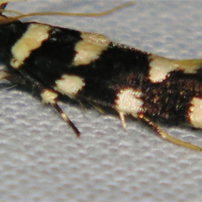 Macrobathra arrectella (A Gelechioid moth) at Sheldon, QLD - 15 Mar 2008 by PJH123