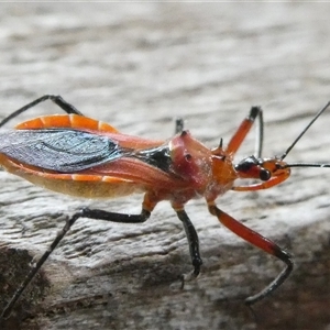 Gminatus australis at Belconnen, ACT - 30 Nov 2024