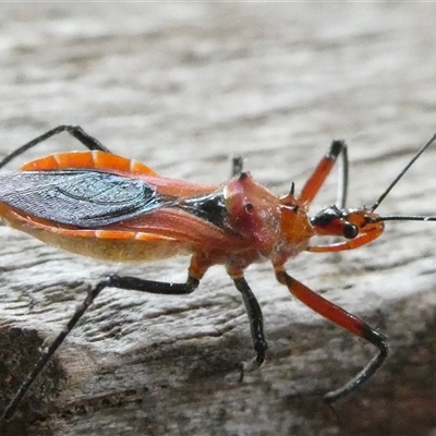 Gminatus australis at Belconnen, ACT - 29 Nov 2024 by JohnGiacon