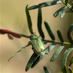 Diphucephala sp. (genus) (Green Scarab Beetle) at Bungonia, NSW - 17 Nov 2024 by Miranda