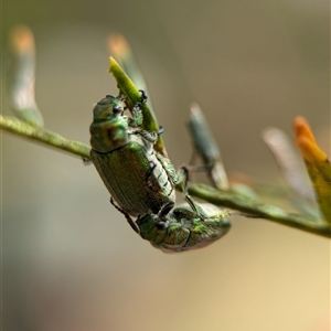 Diphucephala sp. (genus) at Bungonia, NSW - 17 Nov 2024