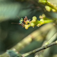 Unidentified Beetle (Coleoptera) at Bungonia, NSW - 16 Nov 2024 by Miranda