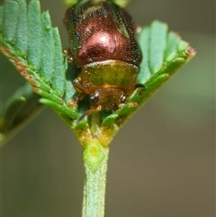Calomela (genus) (Acacia leaf beetle) at Bungonia, NSW - 17 Nov 2024 by Miranda