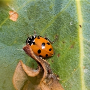 Hippodamia variegata (Spotted Amber Ladybird) at McKellar, ACT by AlisonMilton