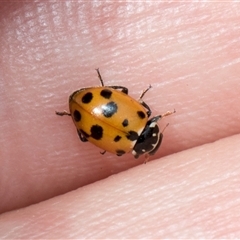 Hippodamia variegata at McKellar, ACT - 11 Nov 2024 12:39 PM