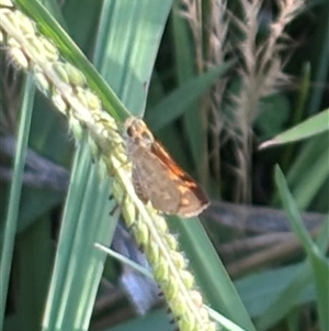 Ocybadistes walkeri at Isaacs, ACT - 2 Dec 2024 07:00 PM