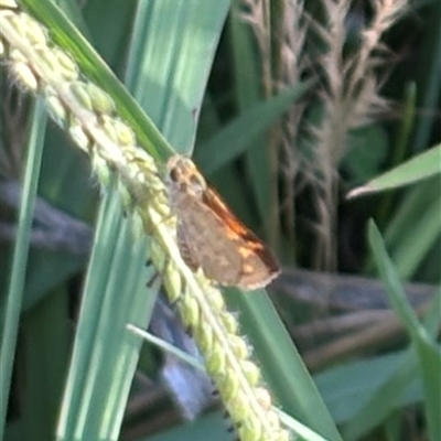 Ocybadistes walkeri (Green Grass-dart) at Isaacs, ACT - 2 Dec 2024 by Sheridannew