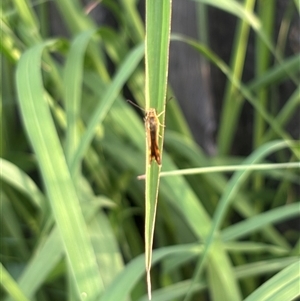 Ocybadistes walkeri at Isaacs, ACT - 2 Dec 2024 07:00 PM