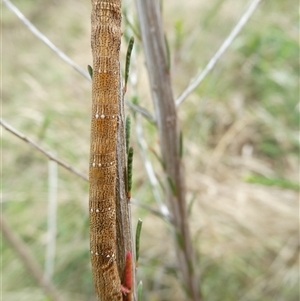 Pholodes sinistraria at Belconnen, ACT - 1 Dec 2024