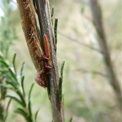 Pholodes sinistraria at Belconnen, ACT - 1 Dec 2024