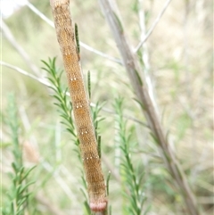 Pholodes sinistraria at Belconnen, ACT - 1 Dec 2024