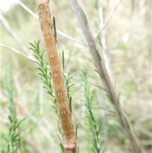 Pholodes sinistraria at Belconnen, ACT - 1 Dec 2024