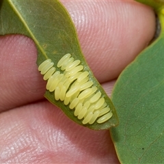 Paropsisterna cloelia (Eucalyptus variegated beetle) at McKellar, ACT - 11 Nov 2024 by AlisonMilton