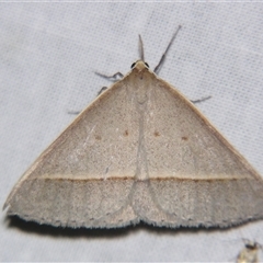 Epidesmia perfabricata (Grey Epidesmia) at Sheldon, QLD - 15 Mar 2008 by PJH123