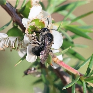 Unidentified Bee (Hymenoptera, Apiformes) at Yackandandah, VIC by KylieWaldon