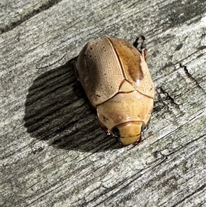 Anoplognathus concolor at Kurri Kurri, NSW by shadowfeet