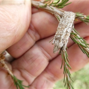 Trigonocyttara clandestina (Less-stick Case Moth) at Belconnen, ACT by JohnGiacon