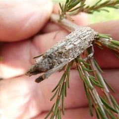 Trigonocyttara clandestina at Belconnen, ACT - 1 Dec 2024