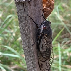 Psaltoda moerens (Redeye cicada) at Macgregor, ACT - 23 Nov 2024 by Chorus