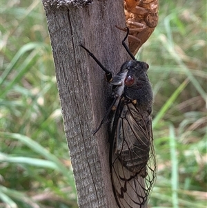 Psaltoda moerens (Redeye cicada) at Macgregor, ACT by Chorus