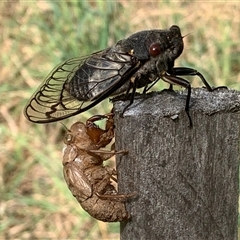 Psaltoda moerens at Macgregor, ACT - 24 Nov 2024 09:28 AM