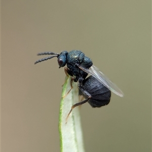 Perilampus sp. (genus) (A Perilampid wasp) at Bungonia, NSW by Miranda