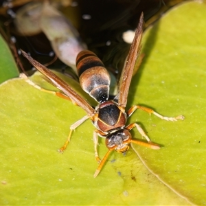 Polistes (Polistella) humilis at Chisholm, ACT - 2 Dec 2024