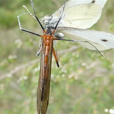 Harpobittacus (genus) (Hangingfly) at Belconnen, ACT - 1 Dec 2024 by JohnGiacon