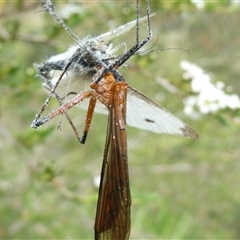 Harpobittacus sp. (genus) at Belconnen, ACT - 1 Dec 2024