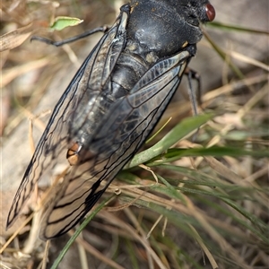 Psaltoda moerens (Redeye cicada) at Bungonia, NSW by Miranda