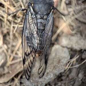 Psaltoda moerens at Bungonia, NSW - 17 Nov 2024 10:24 AM