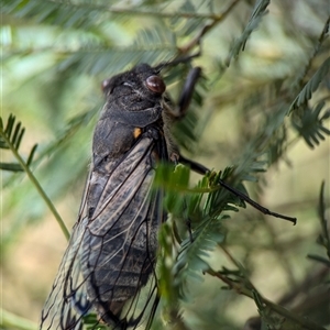 Psaltoda moerens at Bungonia, NSW - 17 Nov 2024 10:24 AM