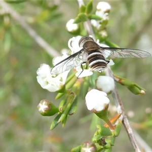 Villa sp. (genus) (Unidentified Villa bee fly) at Belconnen, ACT by JohnGiacon