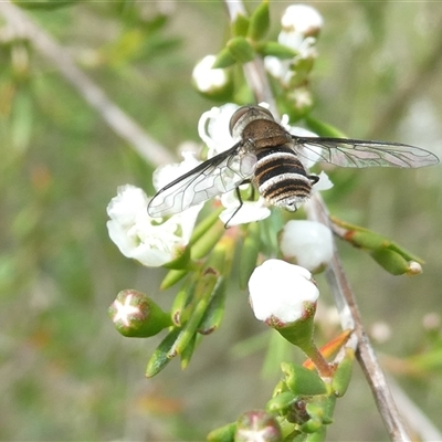 Villa sp. (genus) (Unidentified Villa bee fly) at Belconnen, ACT - 1 Dec 2024 by JohnGiacon