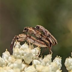 Pempsamacra tillides (Longhorn or longicorn beetle) at Bungonia, NSW - 17 Nov 2024 by Miranda