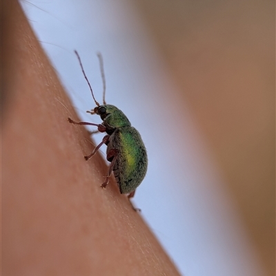 Edusella puberula (Leaf beetle) at Bungonia, NSW - 17 Nov 2024 by Miranda