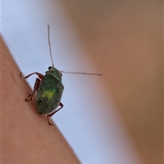 Edusella puberula at Bungonia, NSW - 17 Nov 2024 11:52 AM