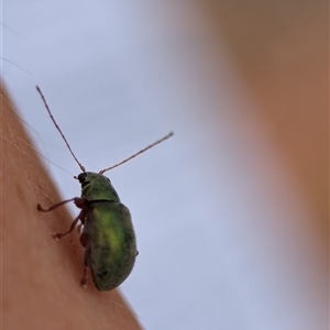 Edusella puberula at Bungonia, NSW - 17 Nov 2024 11:52 AM