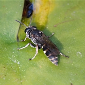 Pison sp. (genus) at Chisholm, ACT - 2 Dec 2024