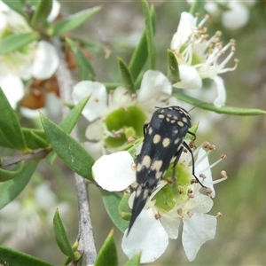 Mordella dumbrelli (Dumbrell's Pintail Beetle) at Belconnen, ACT by JohnGiacon