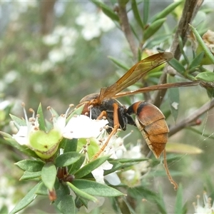 Polistes (Polistella) humilis at Belconnen, ACT - 1 Dec 2024 03:29 PM