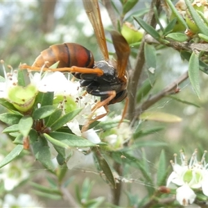 Polistes (Polistella) humilis at Belconnen, ACT - 1 Dec 2024 03:29 PM