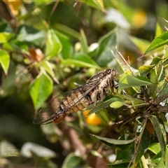 Yoyetta celis (Silver Princess Cicada) at Acton, ACT - 1 Dec 2024 by Roger